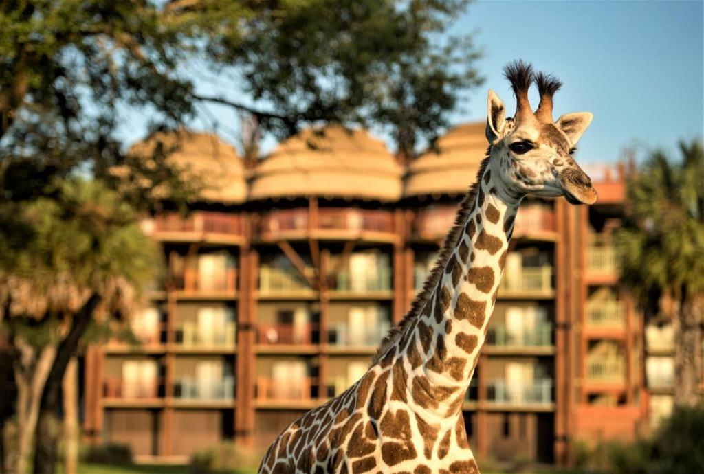Disney'S Animal Kingdom Lodge Four Corners Zewnętrze zdjęcie